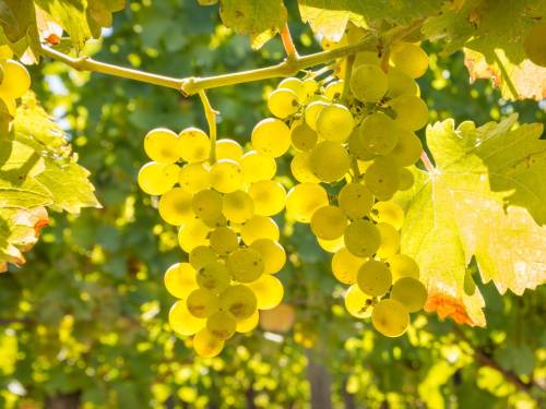 novost kjanti je u rimsko doba bio poznat po belom vinu vinski magazin vino fino