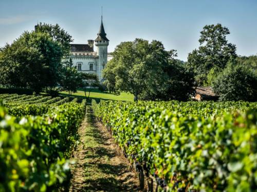 novost portret šest novih bordovskih sorti vinove loze vinski magazin vino fino