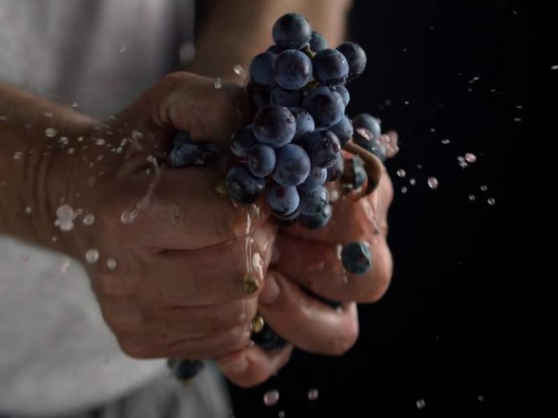 novost prokupac rođen u srbiji vinski magazin vino fino