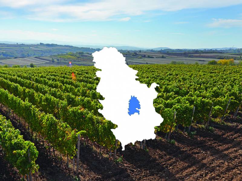 novost temelji srpskog vinarstva vinski magazin vino fino