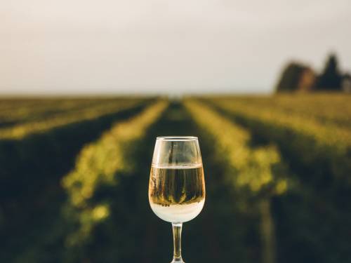 novost vino fino awards 2025 slatka vina godine vinski magazin vino fino
